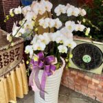 典雅蘭花 商品.jpg