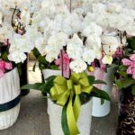 典雅蝴蝶蘭 商品.jpg