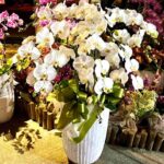 告別式蝴蝶蘭 商品.jpg