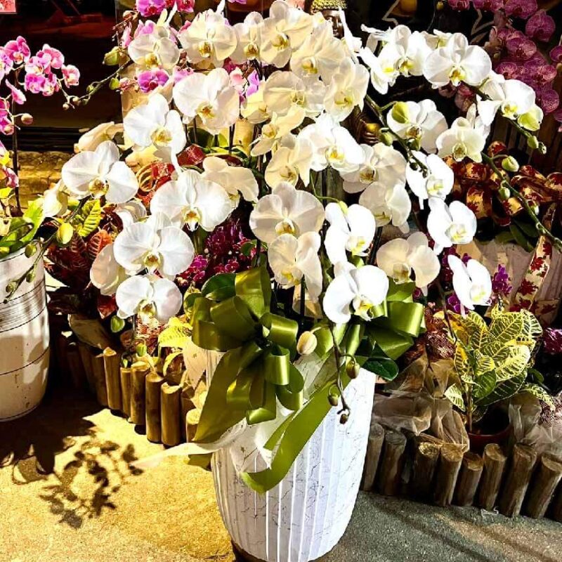 告別式蝴蝶蘭 商品.jpg