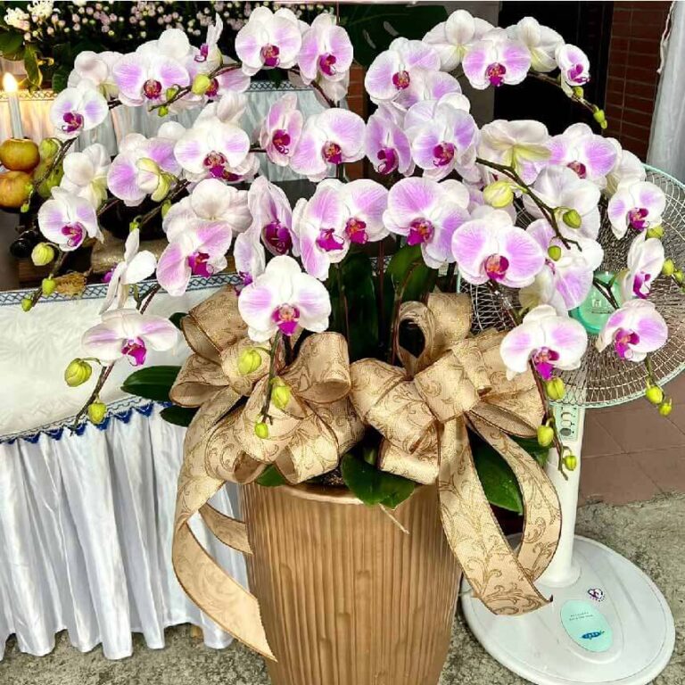 悼念蘭花 商品.jpg