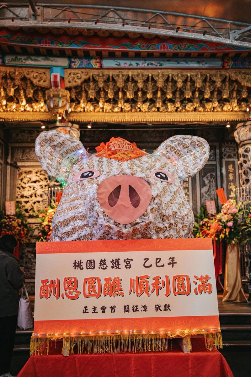 桃園慈護宮豬羊 03
