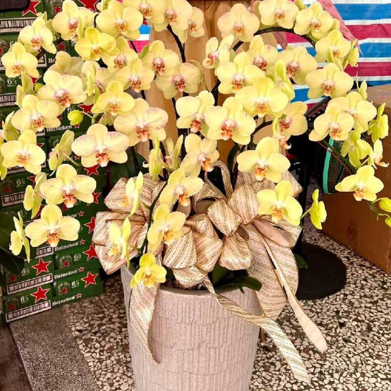 清玉澄淨 商品.jpg