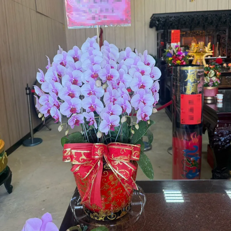 桌上型升遷蘭花.webp