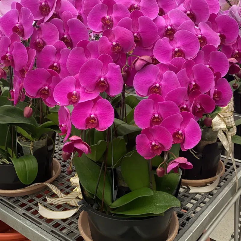 深色蘭花 01.webp