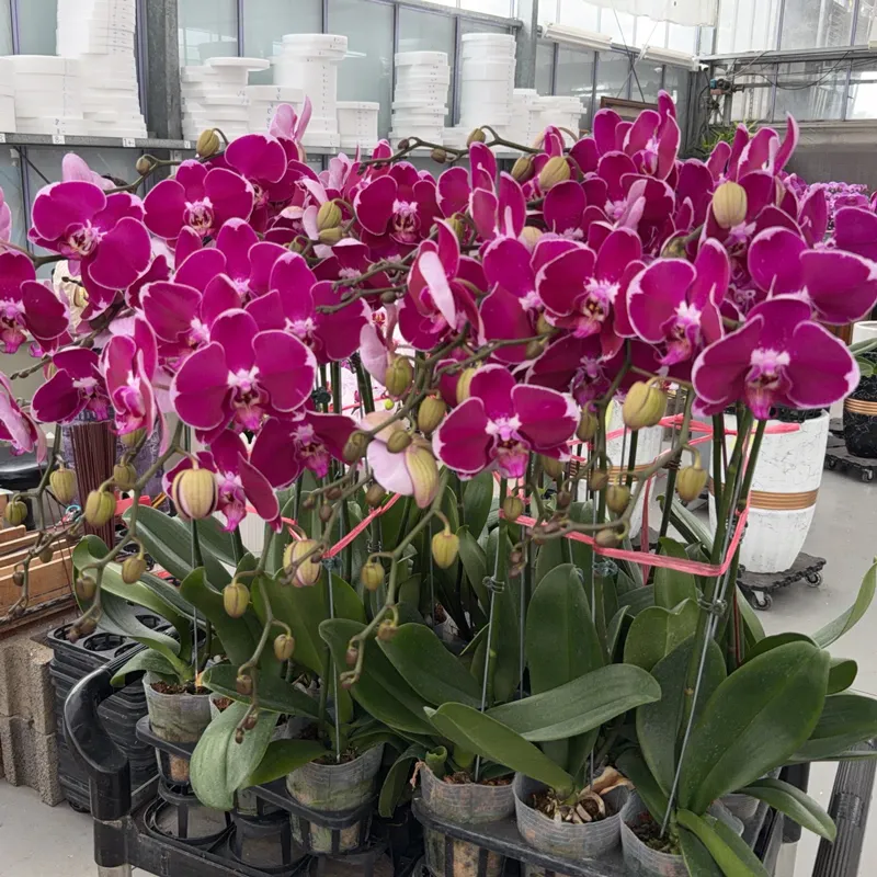 深色蘭花 02.webp