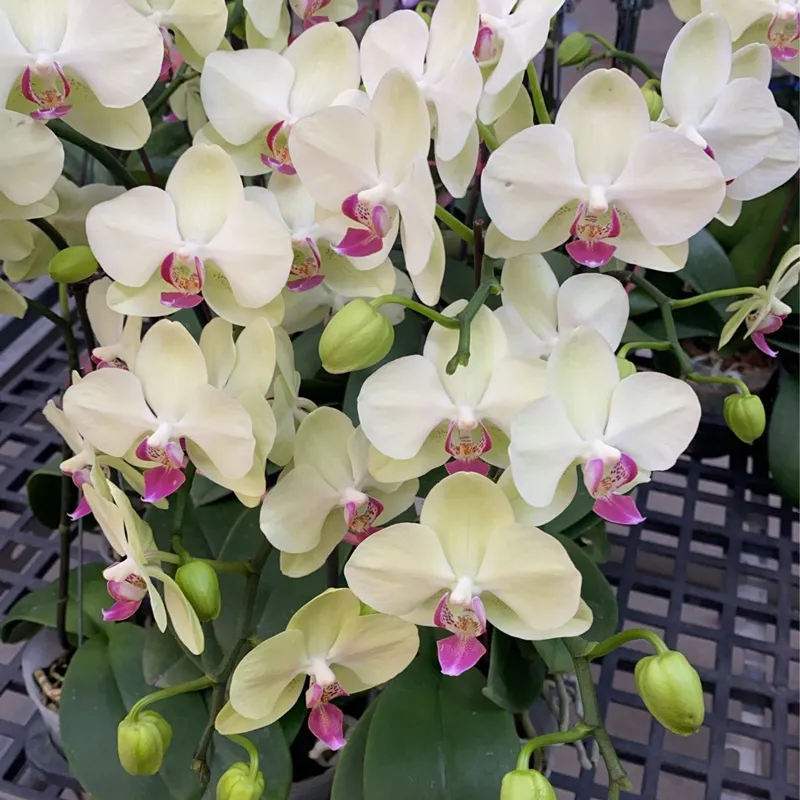 淺色蘭花 01.webp