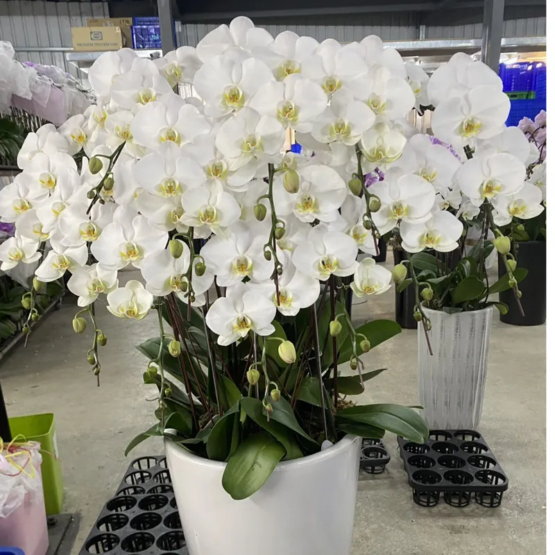 淺色蘭花 02.webp