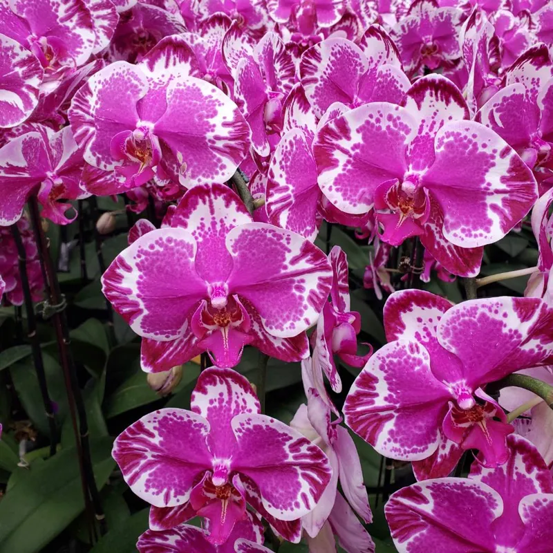 紫色蘭花 02.webp